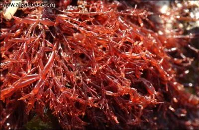 Cette photo reprsente une algue rouge, c'est...