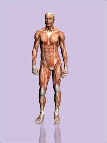 En dehors de la gorge, o trouve-t-on une structure appele amygdale ?