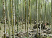 Quiz Le bambou