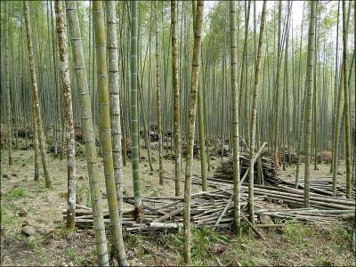 S'agit-il de bambous ?