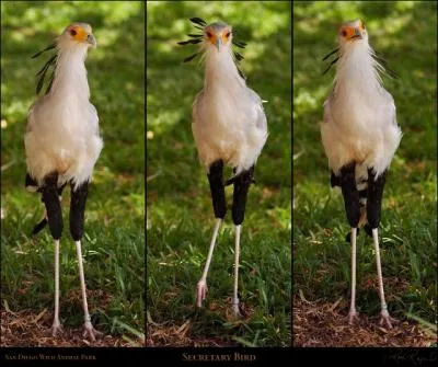 En Afrique, il adore les serpents !