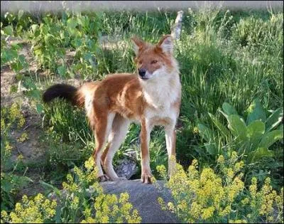 Il parcourt les forts indiennes, chassant en meute !