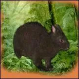 C'est un lapin trs rare, qui ne vit que sur deux les japonaises !