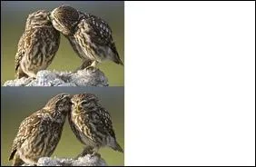 Ce sont des chouettes des terriers, elles ont une particularit tonnante !