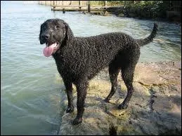 Quelle est la race de ce chien ?