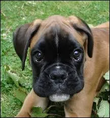 Quelle est la race de ce chien ?