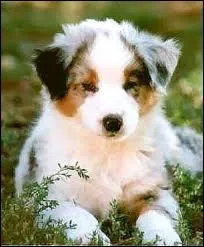 Quelle est la race de ce chien ?