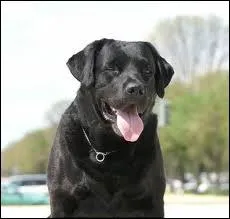 Quelle est la race de ce chien ?