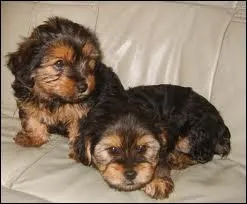 Que sont ces chiots ?