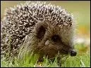 Le hrisson est-il un hibernant ?
