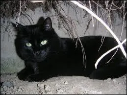 Qui a crit  Le chat noir  ?