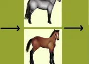 Quiz Equideow