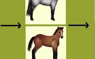 Quiz Equideow