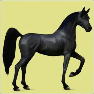 Que peut nous donner un cheval du Havre quand on le caresse ?