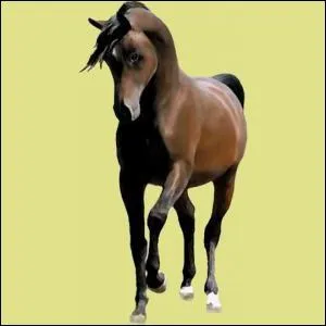 Quel est le prix maximum que tu peux donner  un cheval quand tu le mets aux enchres ?