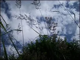 La bise est un vent :