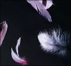 Quel est ce livre d'Elisabeth Chandler ?