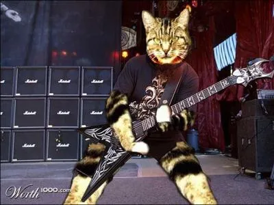 Quels chats peuvent jouer de la guitare ?