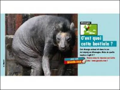 Extraordinaire technologie fran�aise, nos savants viennent de cr�er un hybride d'�l�phant et de kangourou !