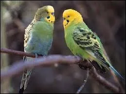 Quel prfixe devons-nous placer devant le mot  capable  pour former son contraire ?