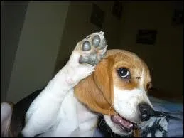 O se trouve le COD dans cette phrase ?  Mon chien lve la patte .