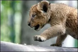 Quel suffixe faut-il rajouter au mot  lion  pour obtenir le nom de son bb ?