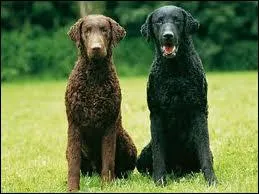 Quelle est la race de ce chien ?