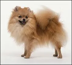 Quelle est la race de ce chien ?