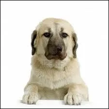 Quelle est la race de ce chien ?