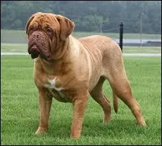 Quelle est la race de ce chien ?