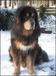 Quelle est la race de ce chien ?