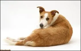 Quelle est la race de ce chien ?