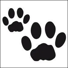 C'est l'empreinte appartenant au meilleur ami de l'homme :