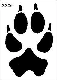 C'est l'empreinte appartenant � l'anc�tre de tous les chiens :