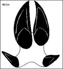 C'est l'empreinte appartenant � un animal qui vit dans les for�ts :