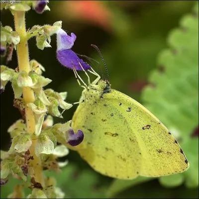 Quel est le nom de ce papillon jaune ?