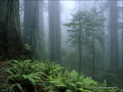Quel animal peut-on trouver dans cet environnement ?