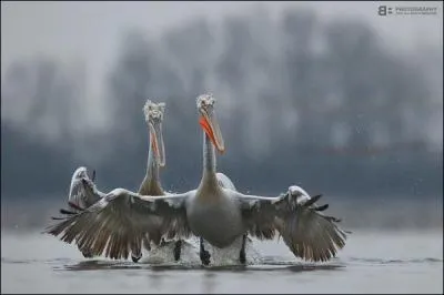 L'envol et surtout l'atterrissage peuvent poser quelques problmes  cet oiseau, assez lourd !