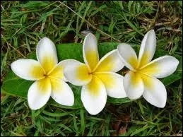  Fleurs  est un mot :