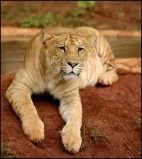  Lionne  est un mot :