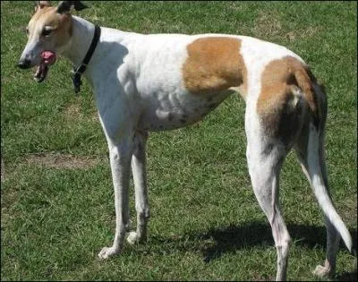 Certainement le lvrier le plus rapide !