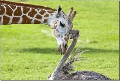 Partant du principe que les deux vivent en Afrique,  qui la girafe fait-elle la bise ?