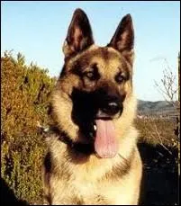 Appartenant au ralisateur de l'mission, le chien   Mabrouk   tait la mascotte de :