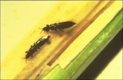 Quel autre nom donne-t-on aux thrips ou thysamophres ?