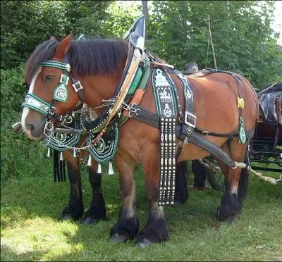 Ce cheval est originaire de Rhnanie-du-Nord-Westphalie en Allemagne. C'est un cheval vigoureux, lev pour le travail agricole. Aujourd'hui, il est menac d'extinction. C'est ...