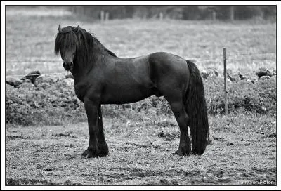 Cette race est troitement lie au dle (voir quiz sur les traits pas trs connus). Il est originaire de Sude, et est issu de la ligne primitive du cheval des forts. Ce cheval s'appelle ...