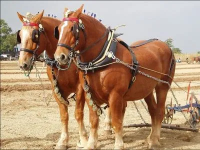 C'est l'une des races de chevaux de trait la plus ancienne de Grande-Bretagne. Il est plus massif que le shire et le clydesdales. De plus, sa robe est toujours alezan. Ce costaud s'appelle :