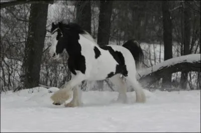 Ce cheval aussi connu sous le nom de Gypsy Vanner, est originaire d'Irlande. Il est reconnaissable  sa robe pie avec les crins trs abondants, mais toutes les robes sont possibles. C'est ...