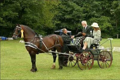Cette race de poney est originaire du Pays de Galles. Il existe 4 catgories de poneys : A, B, C et D. Celui de la photo appartient au groupe D. Cette race est utilise pour l'attelage et autres. C'est ...