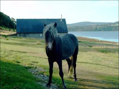 Cette race de poney est originaire d'Ecosse. Autrefois, il tait utilis comme cheval de bt, mais il est aujourd'hui utilis pour l'attelage et l'quitation pour enfants. Ce poney est ...